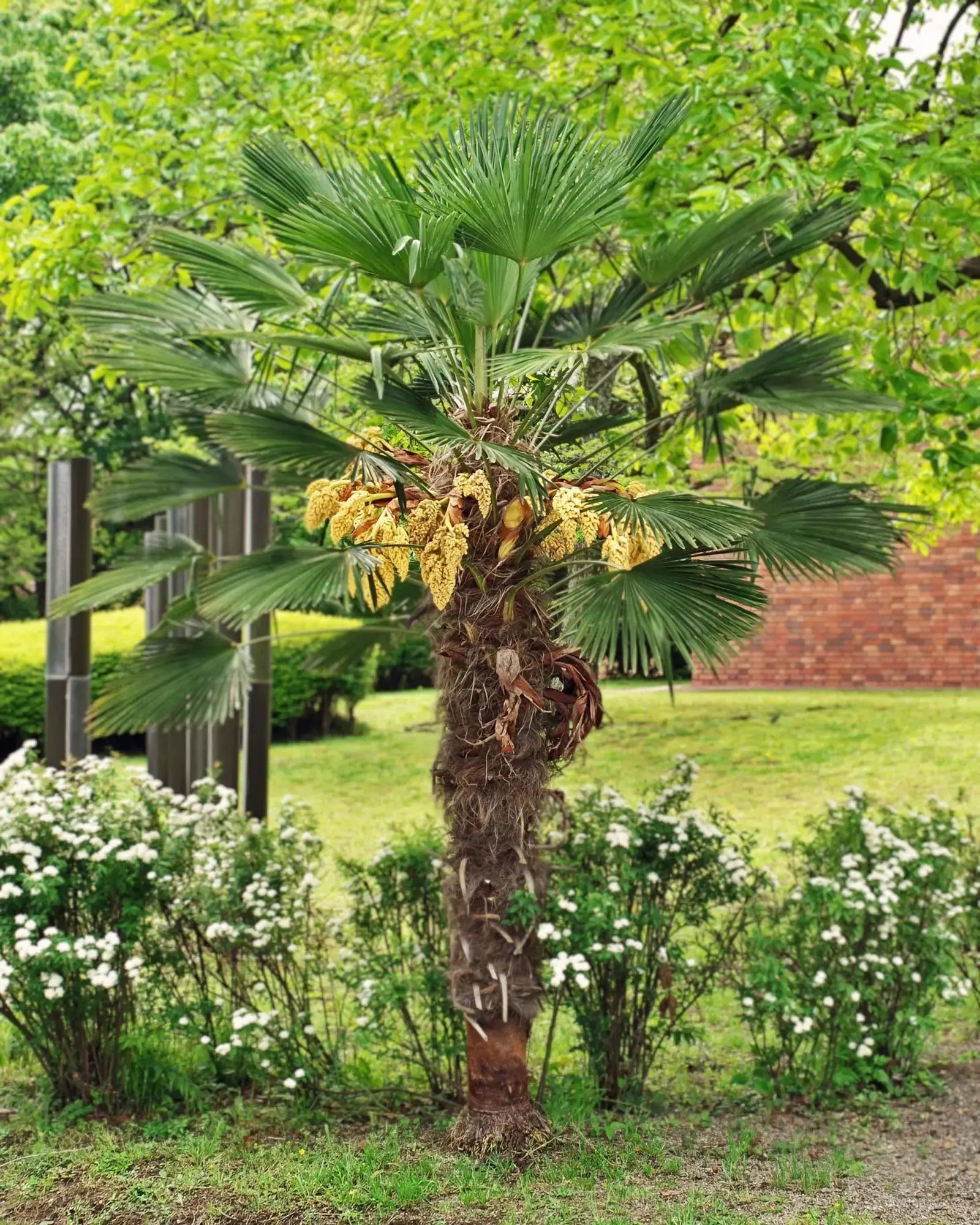 Trachycarpus wagnerianus - Wagner Hanfpalme aus Freilandzucht