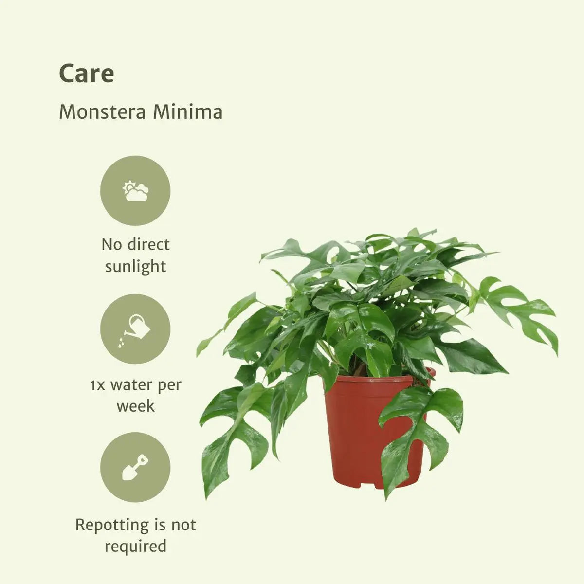 2x Monstera minima - Gatenplant - 25 cm - Ø15 MEERgroothandel Planten