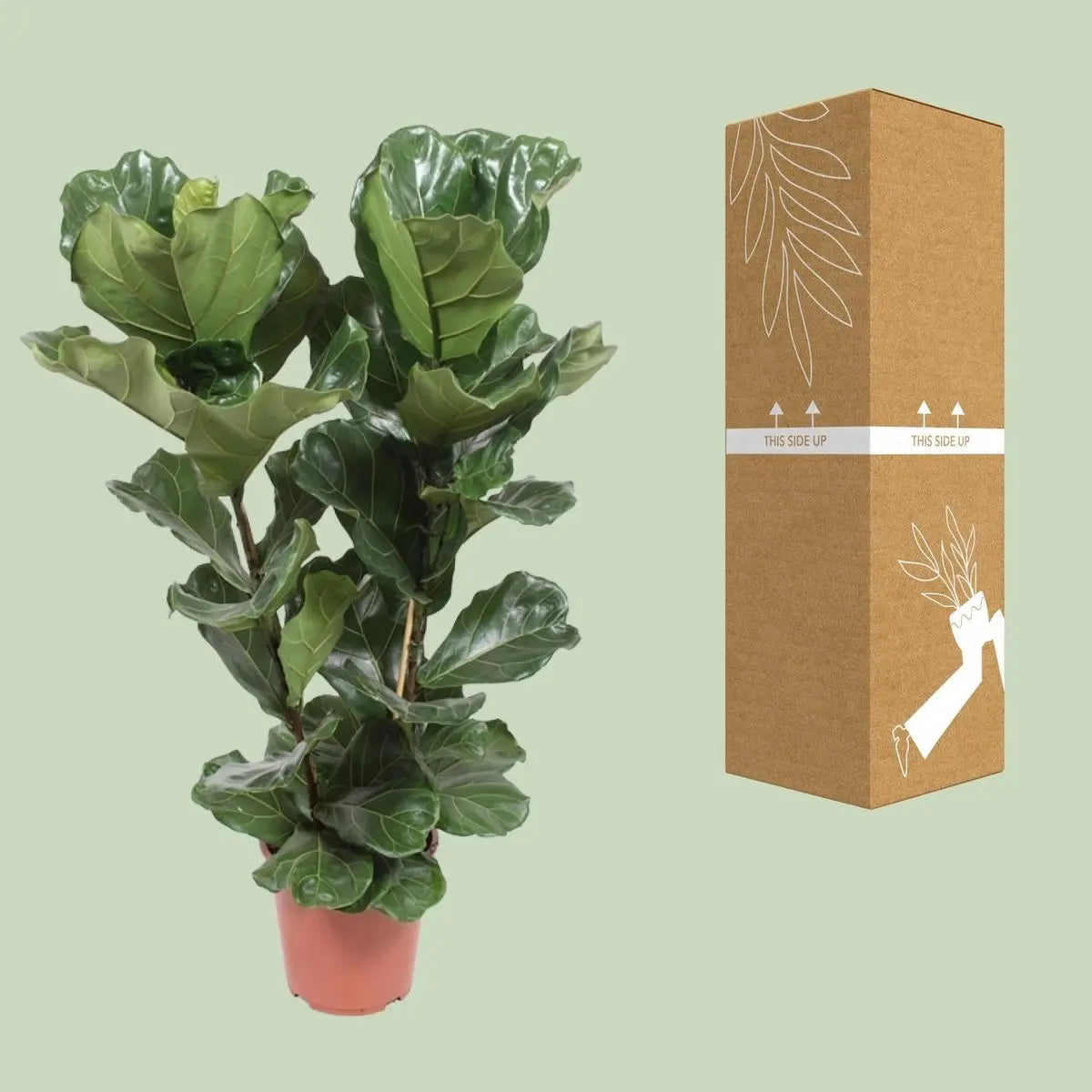 Ficus lyrata - Ø27cm - ↕100cm MEERgroothandel Planten