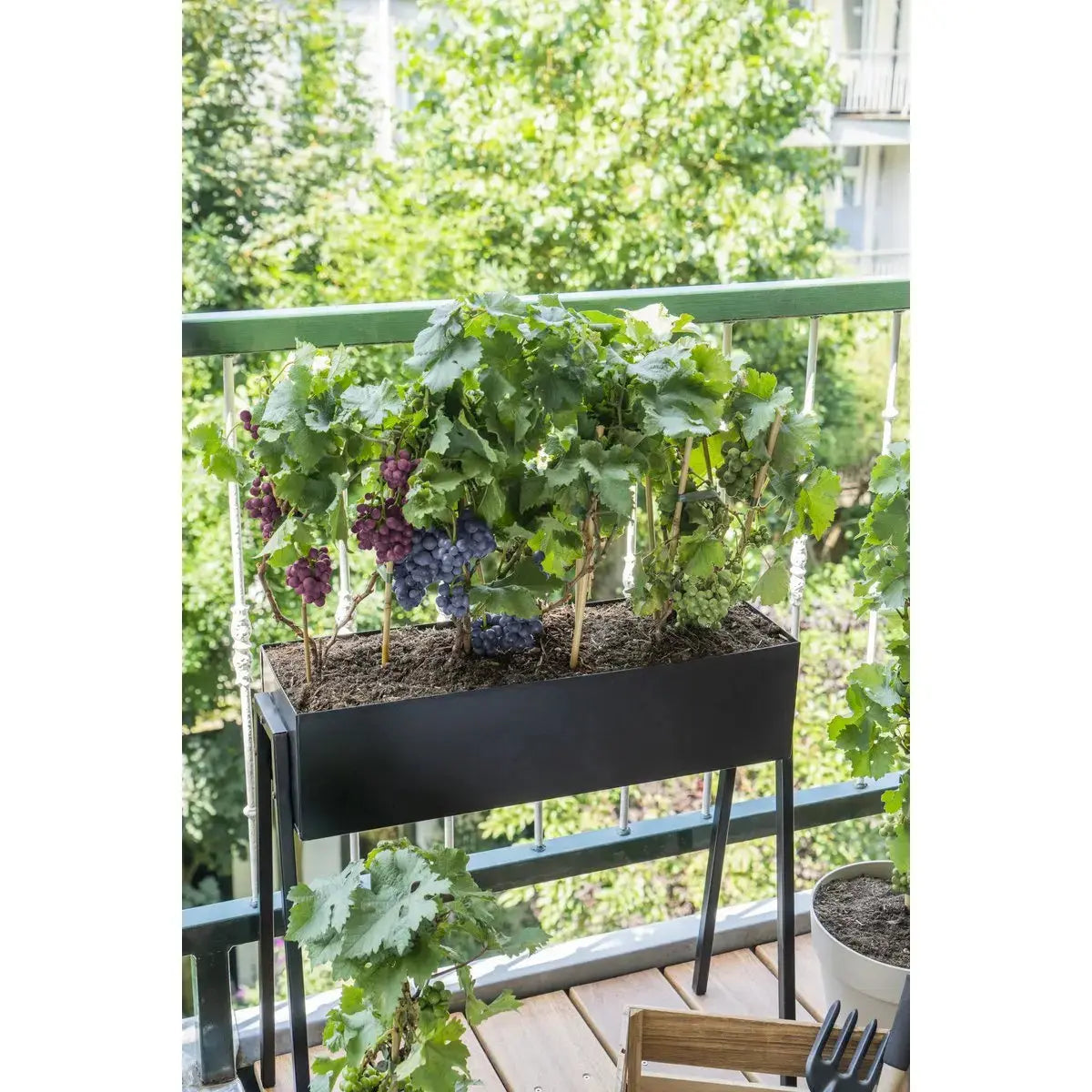 3x - vitis pixie 'pinot noir' - ↨30cm - Ø14 MEERgroothandel Planten