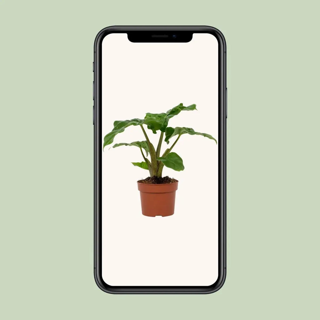 Alocasia Low Rider 12cm | [P12-H30] |  Kompaktes Elefantenohr