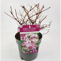 Maiblumenstrauch Deutzia 'Raspberry Sundae'® - ↕30cm - Ø19cm - Pille Gartenwelt