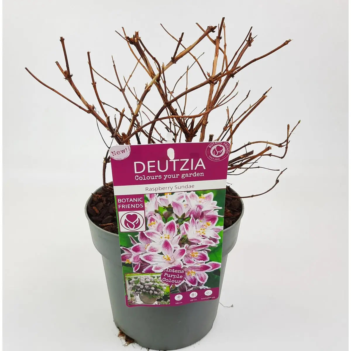 Maiblumenstrauch Deutzia 'Raspberry Sundae'® - ↕30cm - Ø19cm - Pille Gartenwelt