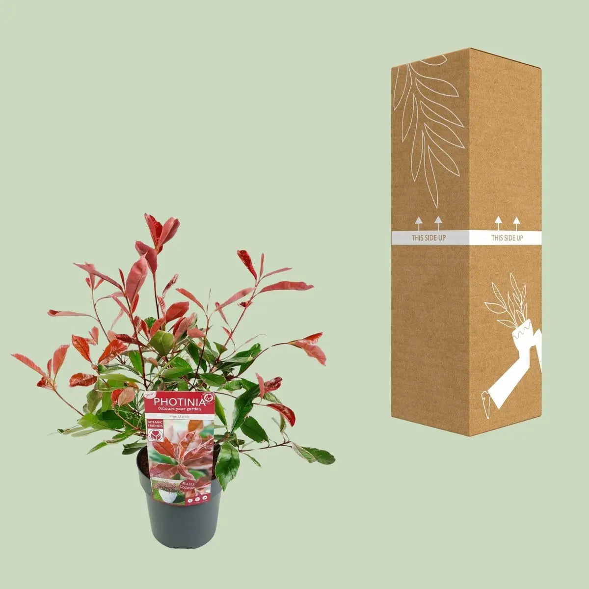 Glanzmispel ‘Pink Marble’ (Photinia × fraseri, syn. ‘Cassini’) - ↕30cm - Ø19cm - Pille Gartenwelt