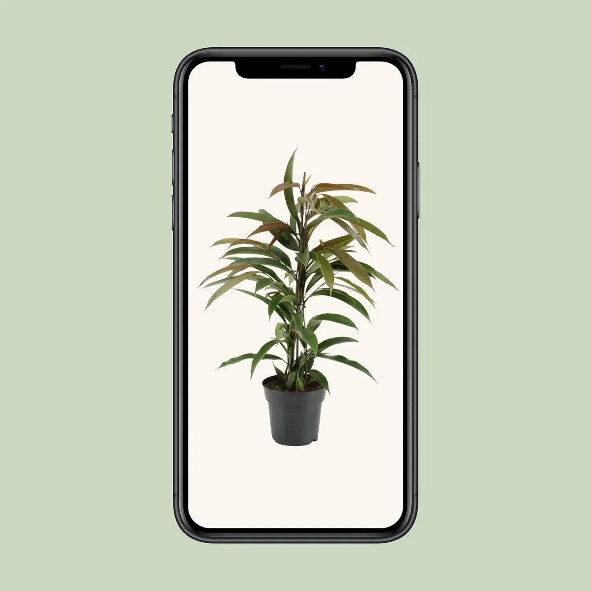 Ficus Binnendijkii Amstel King - Ø17cm - ↕70cm