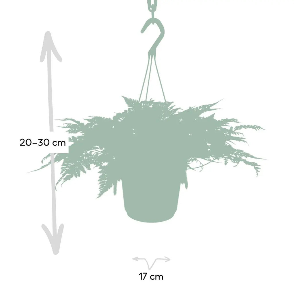 Humata Tyermannii Hang - Tarantelfarn - Ø17cm - ↕20cm - Pille Gartenwelt