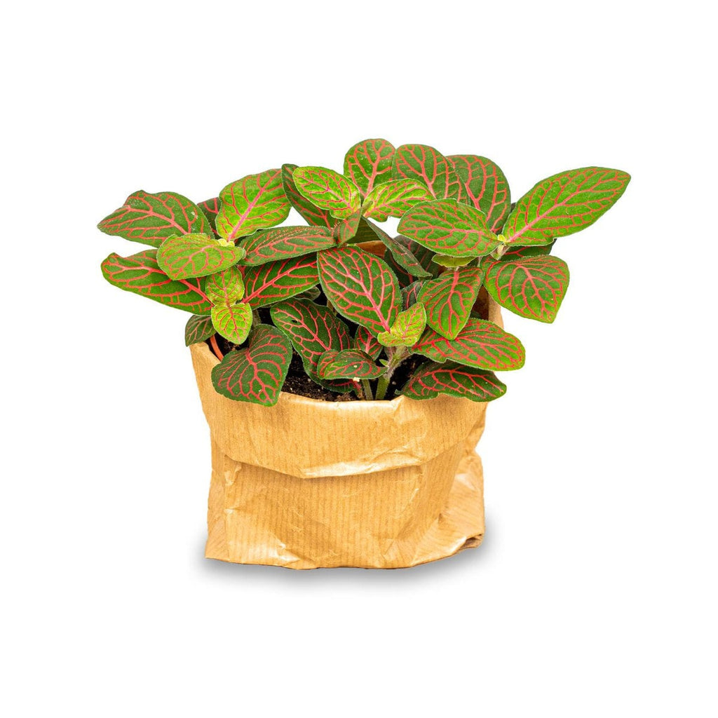 Fittonia Joly Josan - Rot und Grün - Mosaikpflanze | 10 cm hoch, 8,5 cm Topf