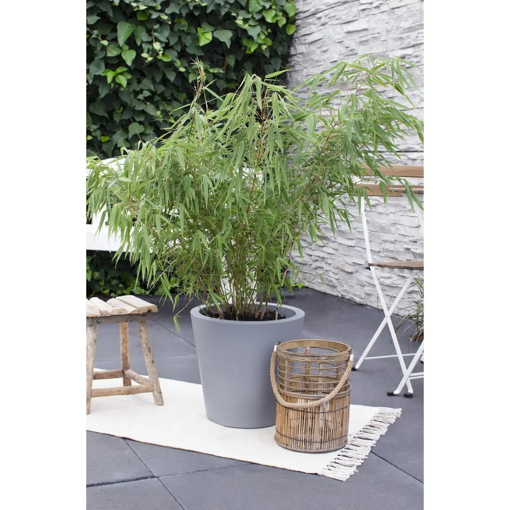 Fargesia rufa - ↕80cm - Ø29 | immergrüner Bambus | ideal für vertikale Gärten - Pille Gartenwelt