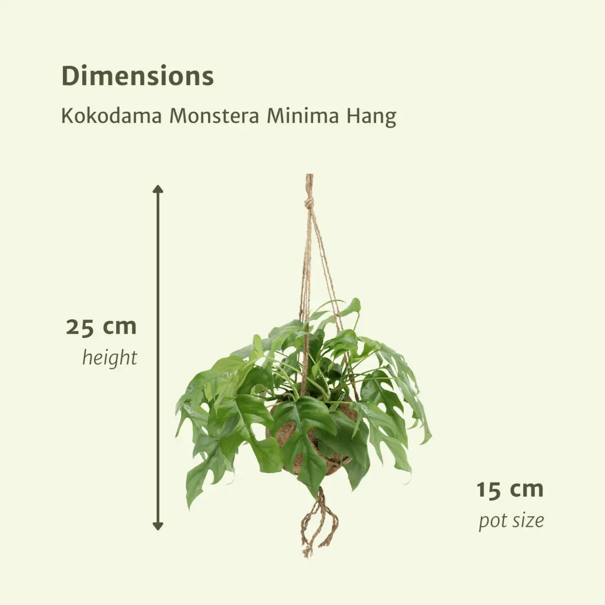 Kokodama Monstera minima hängen (Lochpflanze) - 2 Teile - Ø15 cm - ↕25 cm MEERgroothandel Planten