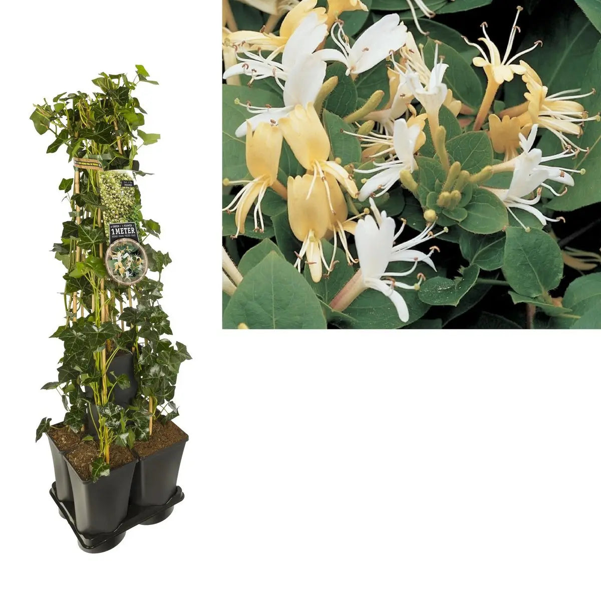 1 Meter Privacy Mix Hedera und Clematis Hall’s Producif als Sichtschutzpflanze