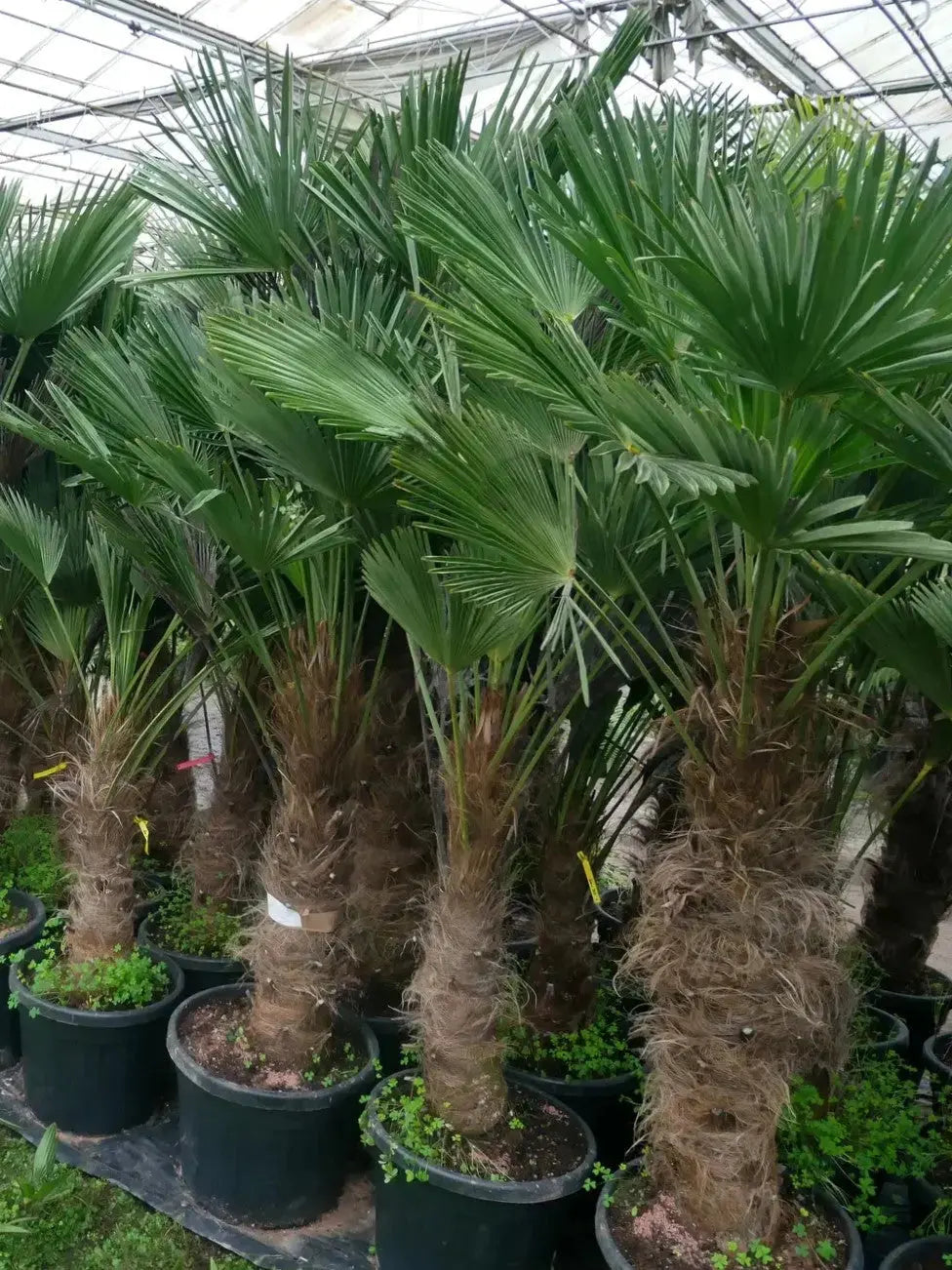 Trachycarpus wagnerianus - Wagner Hanfpalme aus Freilandzucht