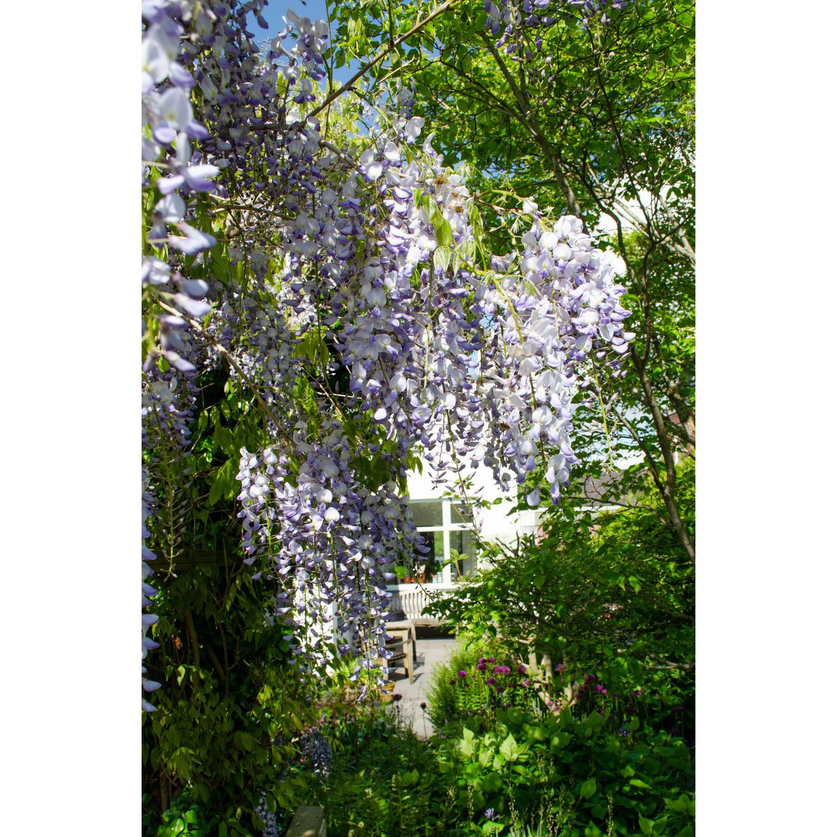 Chinesischer Blauregen Wisteria sinensis Caroline - Ø15 cm - ↕65 cm