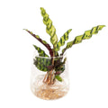 Calathea Insignis aus Kingstonglas - ø4cm - ↕30cm MEERgroothandel Planten