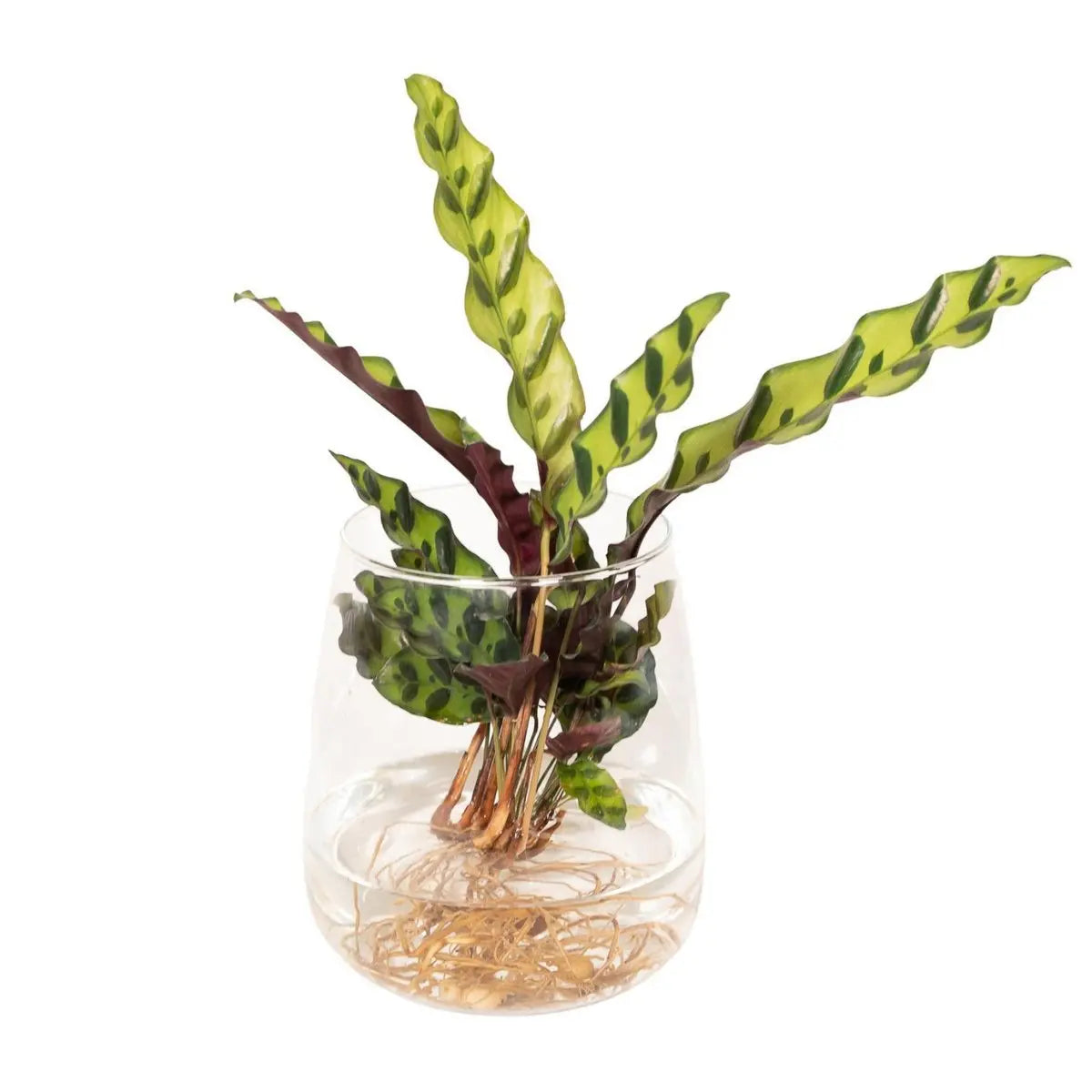 Calathea Insignis aus Kingstonglas - ø4cm - ↕30cm MEERgroothandel Planten