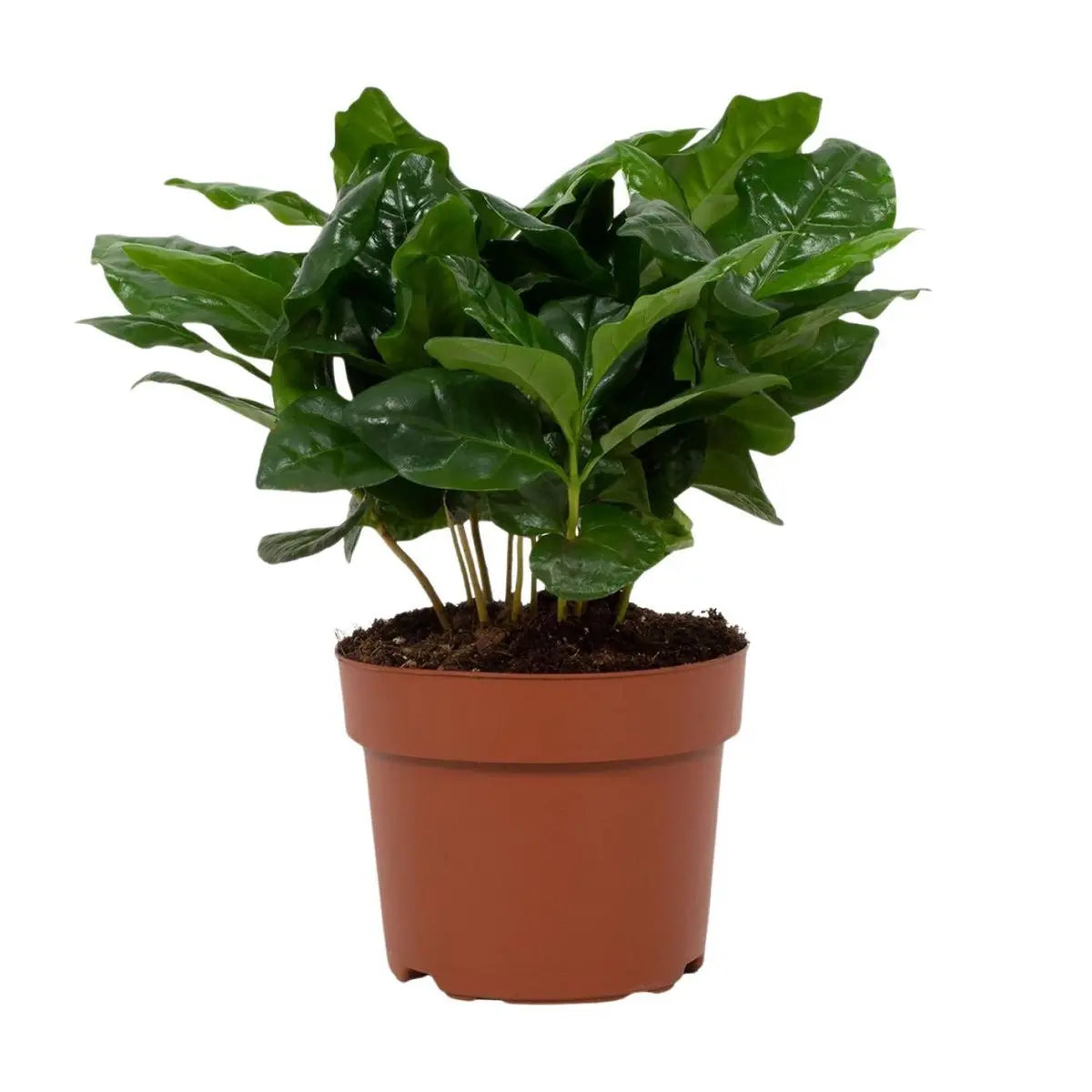 Coffea Arabica 12 cm - Ø12cm - ↕22Cm MEERgroothandel Planten