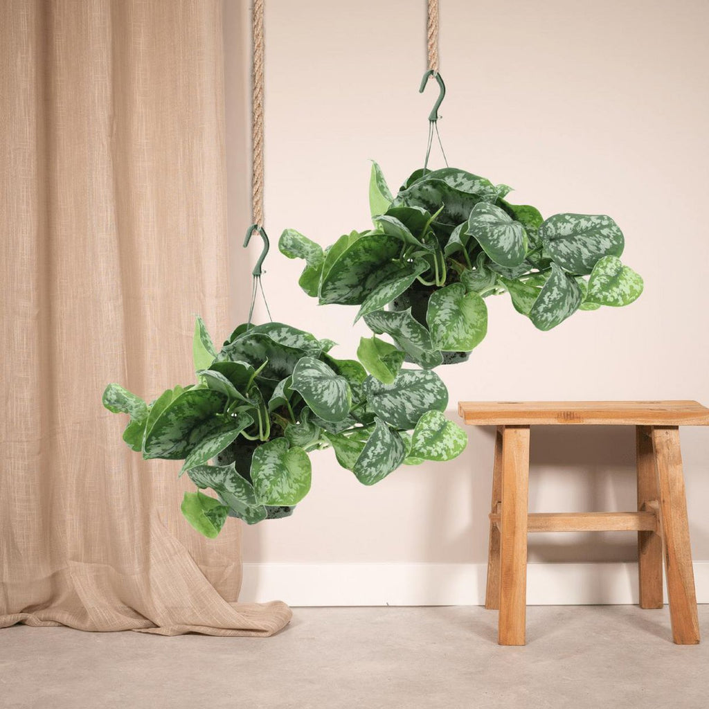2x Scindapsus Bild Trebie - Epipremnum - 25 cm - Ø15