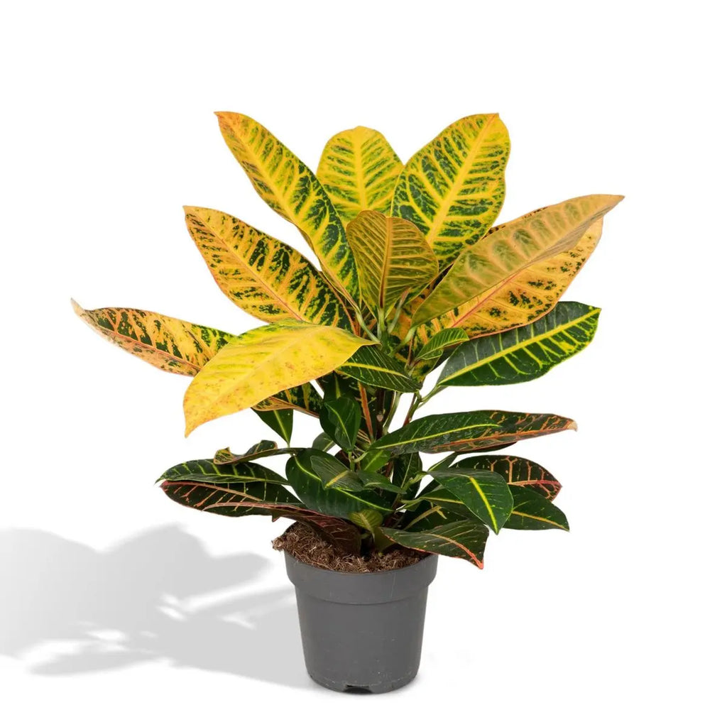 Codiaeum Petra - Ø17cm - ↕45cm MEERgroothandel Planten