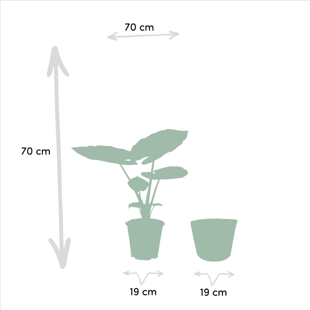 Strelitzia Nicolai - 19cm - ↕85cm + Alocasia Macrorrhiza - 19cm - ↕70cm + 2 Seegras Mand Igmar
