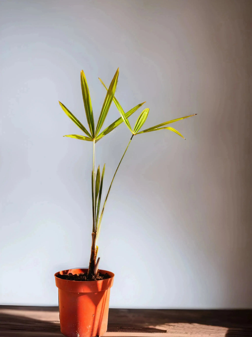 Trachycarpus fortunei - Chinesische Hanfpalme aus Freilandzucht