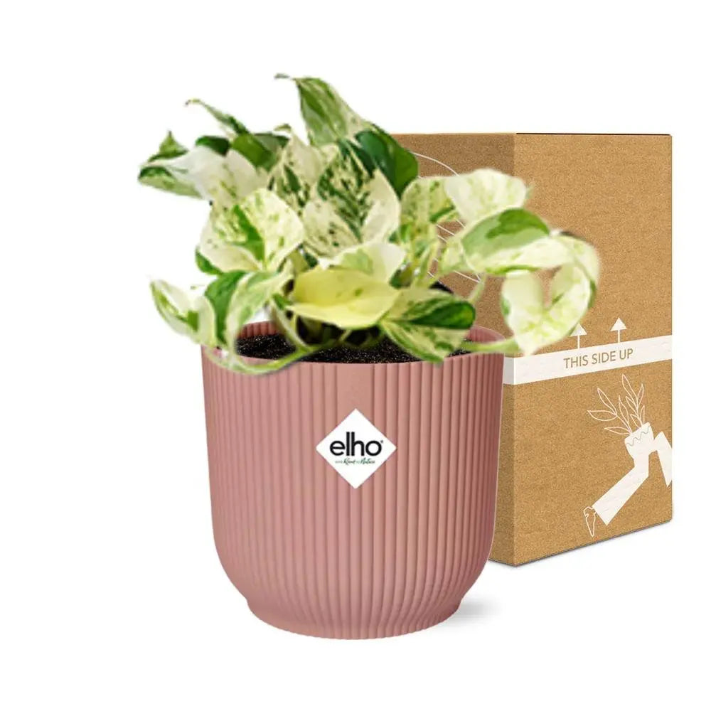 Epipremnum pinnatum fröhliches Blatt in Elho Vibes Falten Sie 14 cm Roze MEERgroothandel Planten