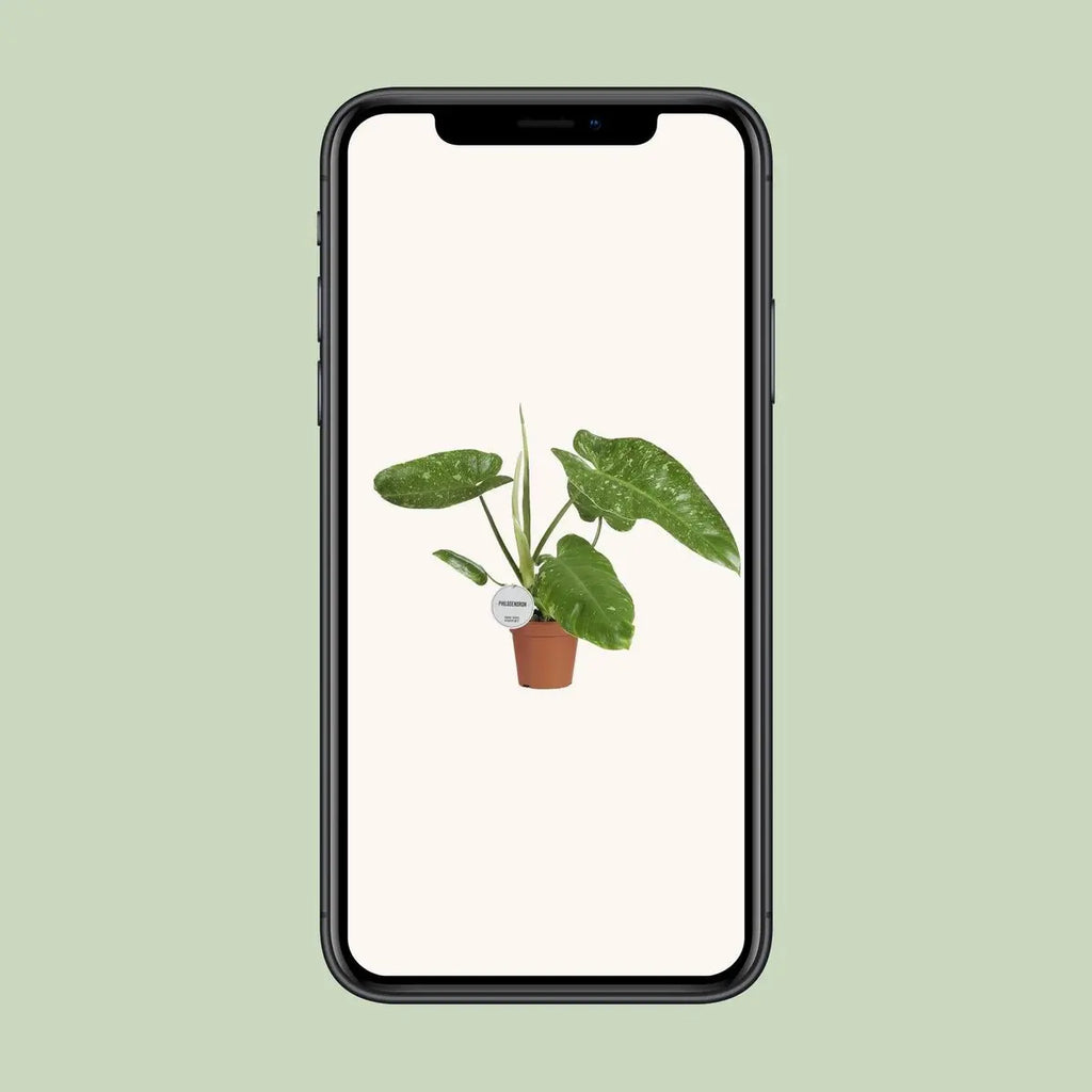 Philodendron Jose Buono - Ø15cm - ↕45cm - Pille Gartenwelt