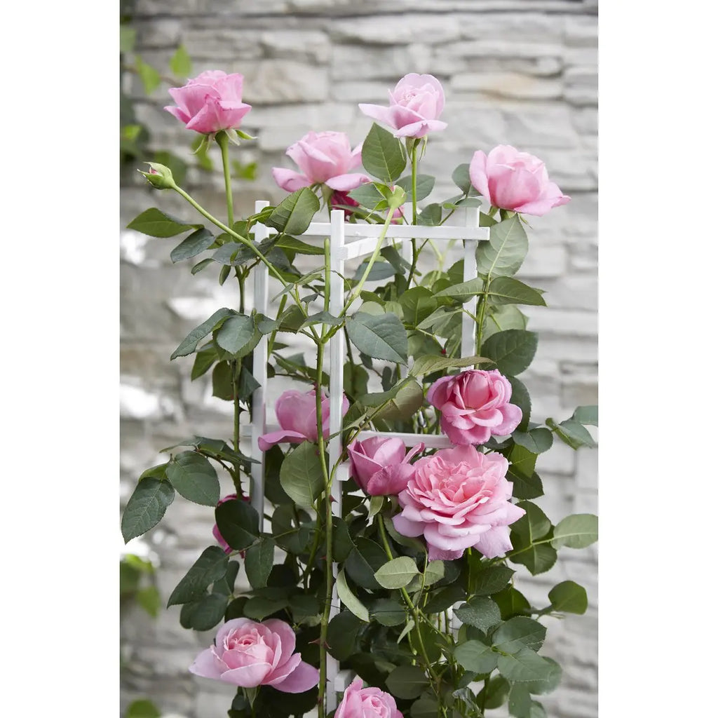 3x - Rosa Crazy in Love 'Pink' - ↨65cm - Ø15 MEERgroothandel Planten