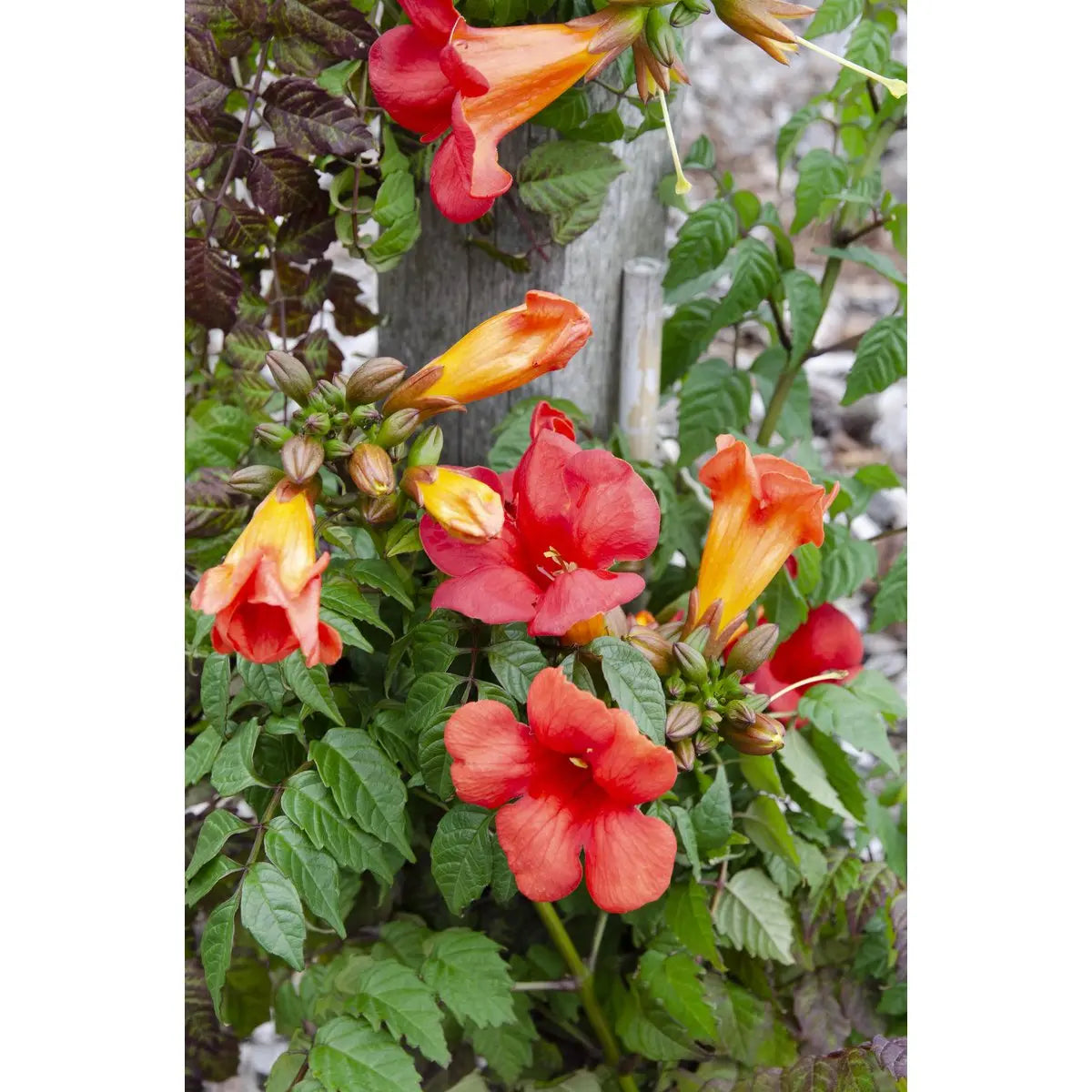 Trompetenblume Campsis Summer Jazz Fire Trompete - Ø15 cm - ↕65 cm