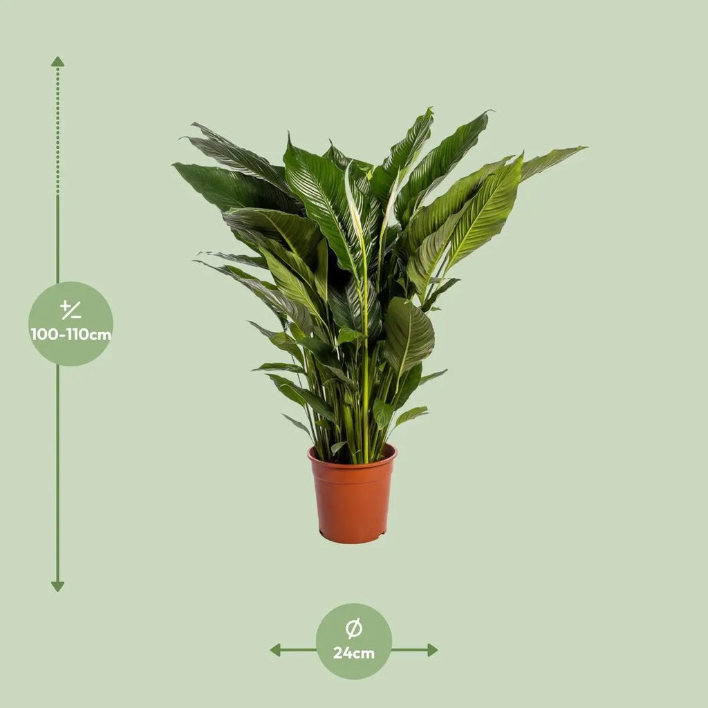 Spathiphyllum 'Sweet Sebastiano' Blanco - 24 cm Durchmesser  - ↕110 cm - Pille Gartenwelt