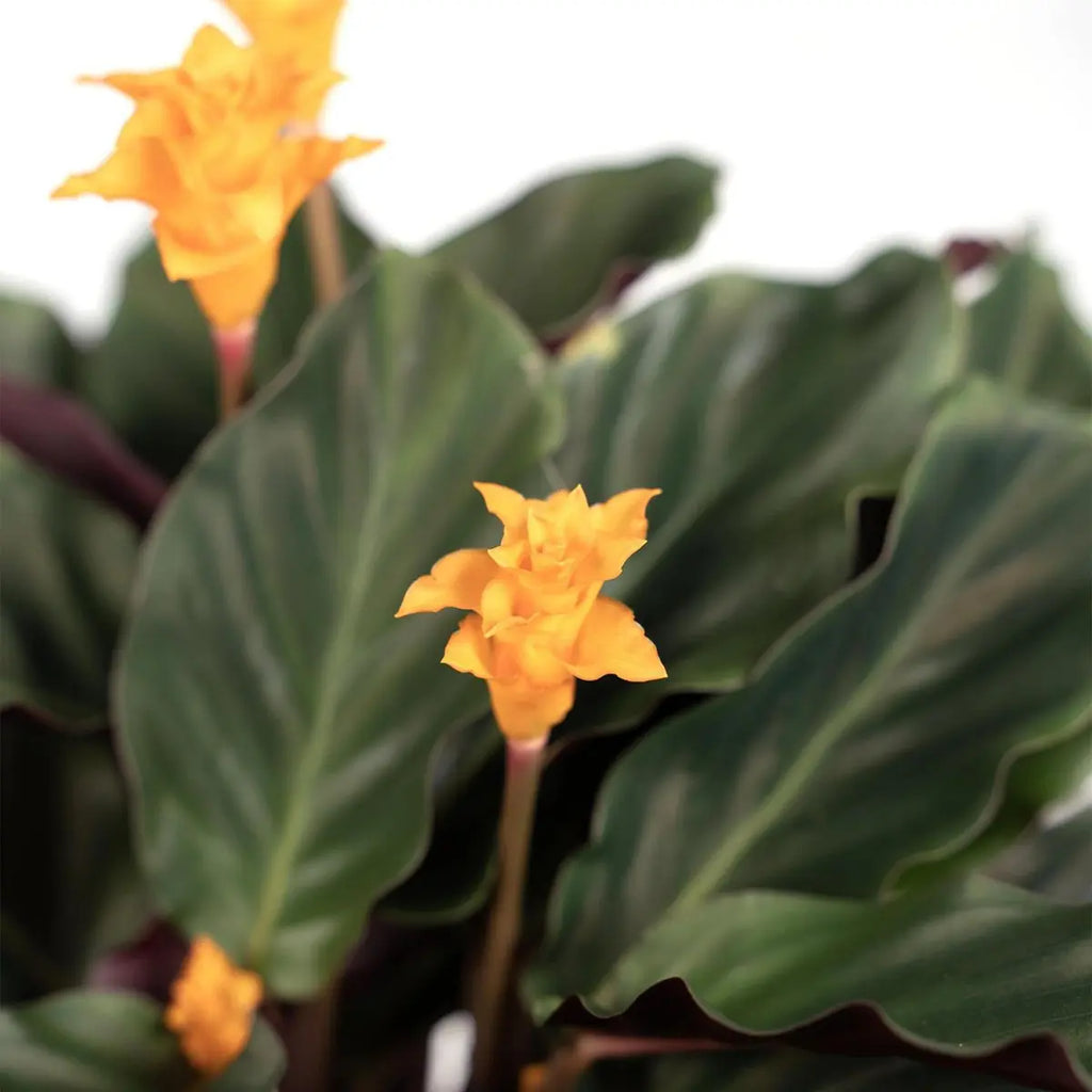 Calathea Crocata - Pauwenpflanze - ø14cm - ↕40cm MEERgroothandel Planten
