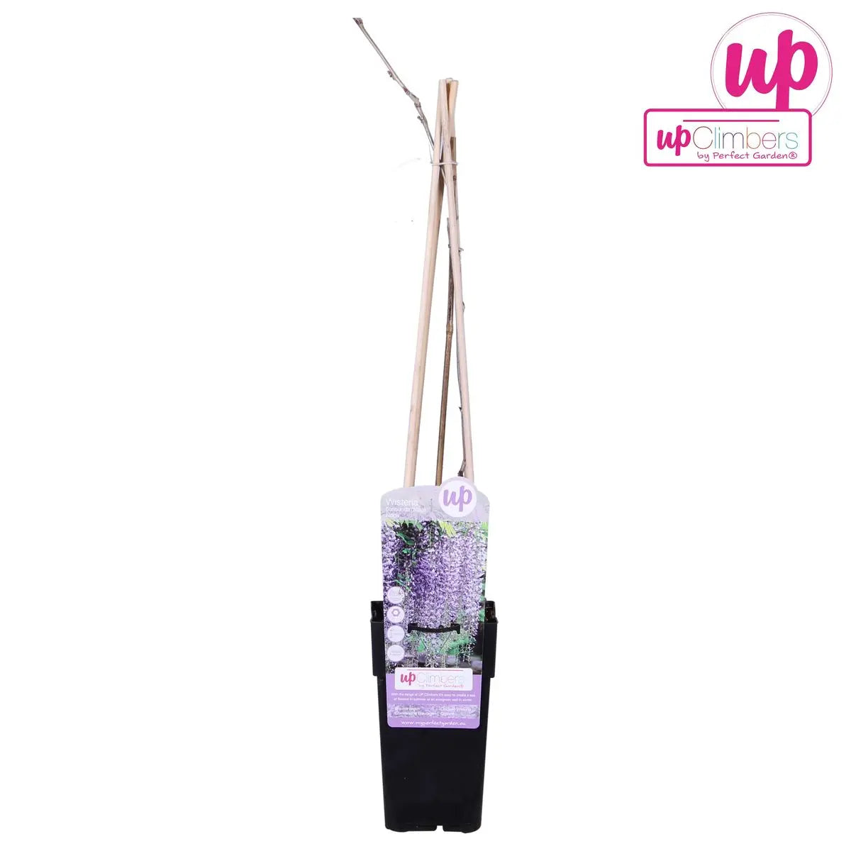 Wisteria Floribunda 'Naga Noda' - lila Regen - Ø15 cm - ↕65 cm