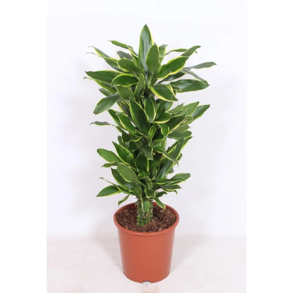 Dracaena Golden Coast – Ø27cm – ↕110cm - Pille Gartenwelt