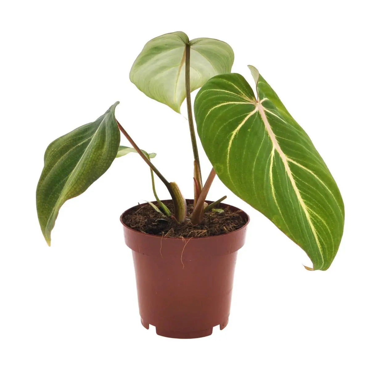 Philodendron selloum 'Atom' Ø12 cm – ↕25 cm