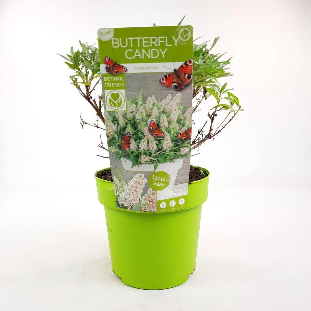 Buddleja Dav. 'Butterfly Candy Little White'® - ↕25 cm - Ø19cm - Pille Gartenwelt