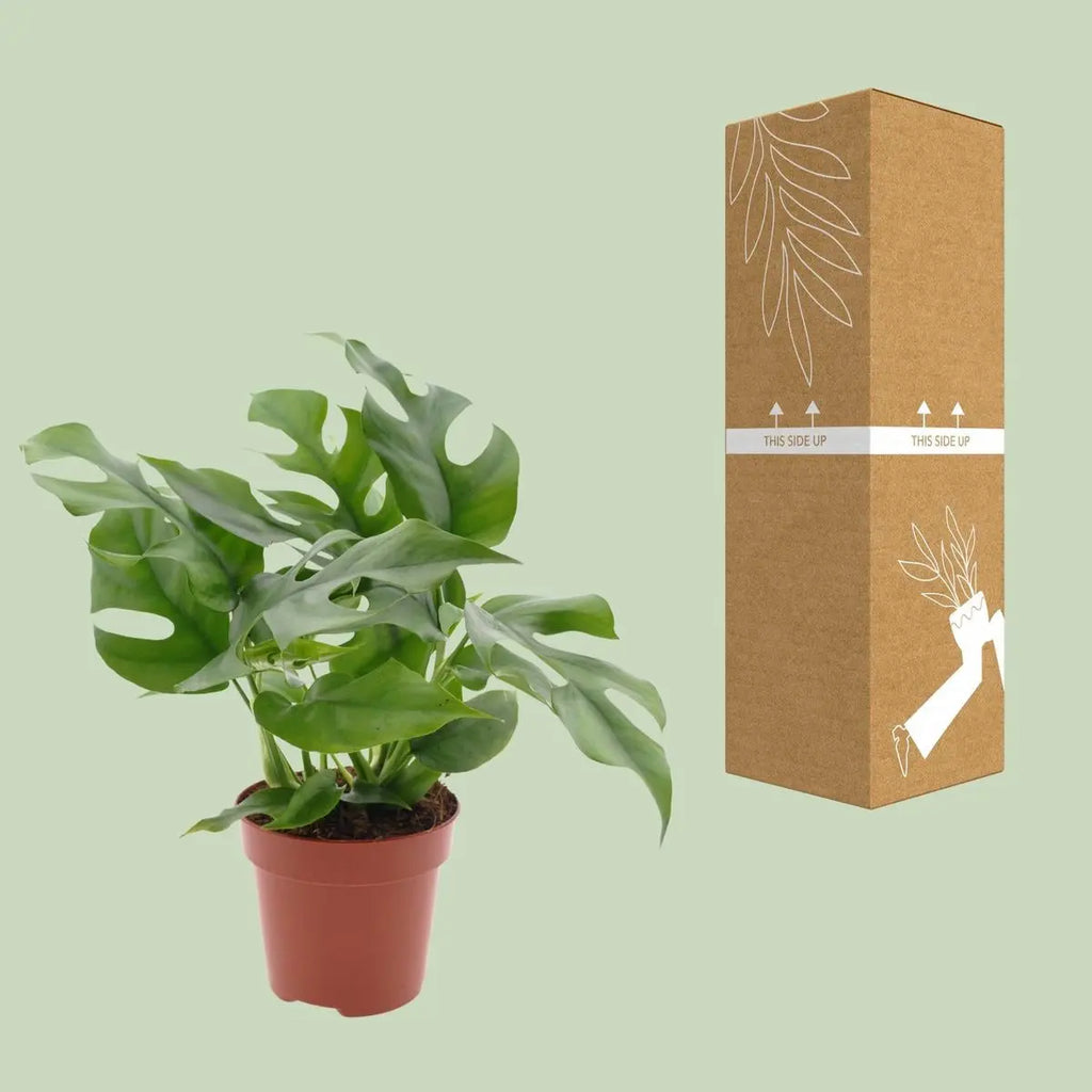 Minima Monstera – Kompakte Zimmerpflanze, ca. 25 cm hoch, Topf-Ø 13 cm - Pille Gartenwelt