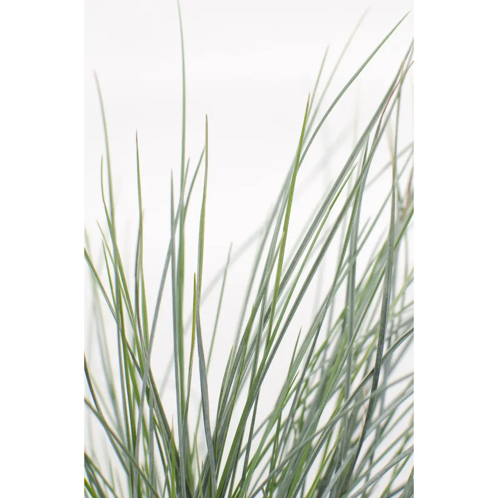 Festuca Glauca Azura Blue - Ø19cm - ↕40cm - Ø14 - ↨30cm |Zier-Gras Blauschwingel - Pille Gartenwelt