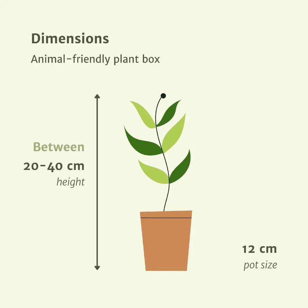 Tierfreundlicher Pflanzenkasten - 4 Zimmerpflanzen - Ø12cm - Verschiedene Höhen MEERgroothandel Planten