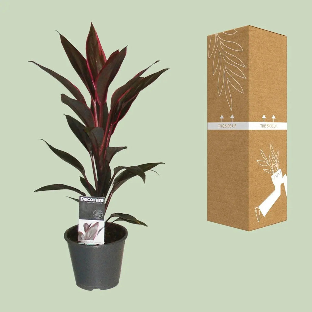 Cordyline  fruticosa  „Tango“ Keulenlilie – P12, Höhe 40 cm