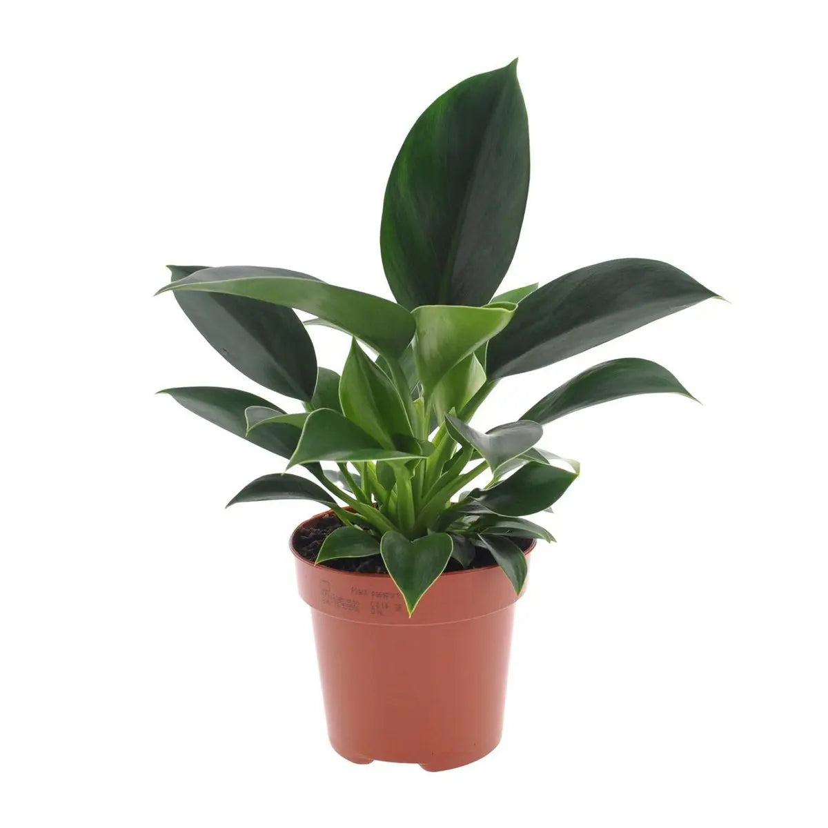 Philodendron Green Princess - Ø12CM - ↕25 cm MEERgroothandel Planten