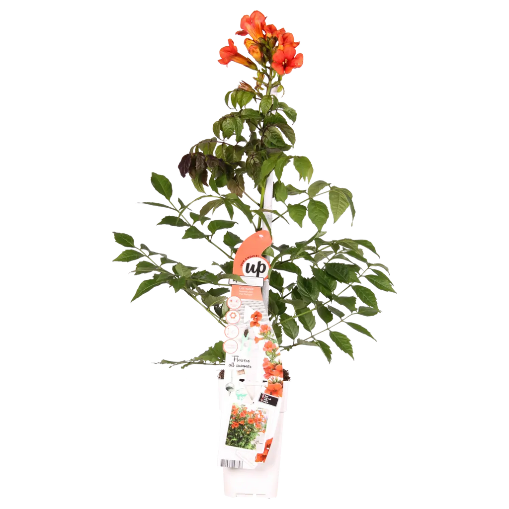 Trompetenblume Campsis Summer Jazz Fire Trompete - Ø15 cm - ↕65 cm