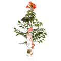 Trompetenblume Campsis Summer Jazz Fire Trompete - Ø15 cm - ↕65 cm