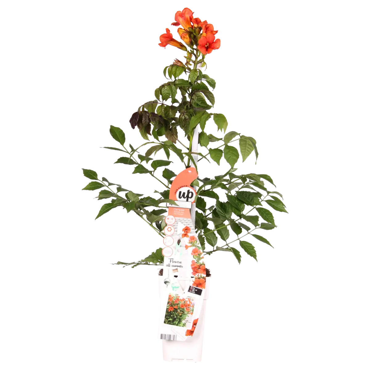 Trompetenblume Campsis Summer Jazz Fire Trompete - Ø15 cm - ↕65 cm