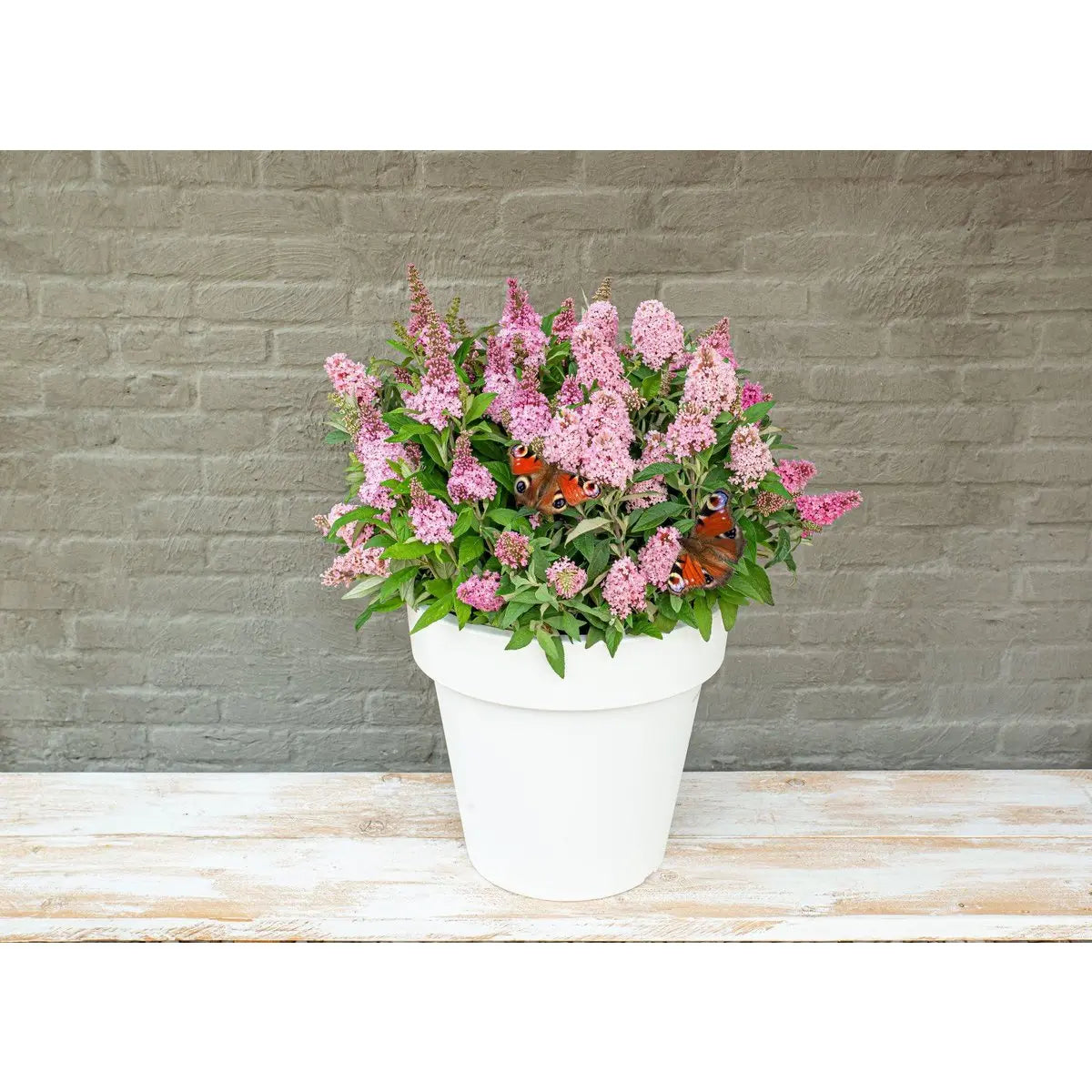 Buddleja Dav. 'Butterfly Candy Little Pink'® - ↕25 cm - Ø19cm - Pille Gartenwelt