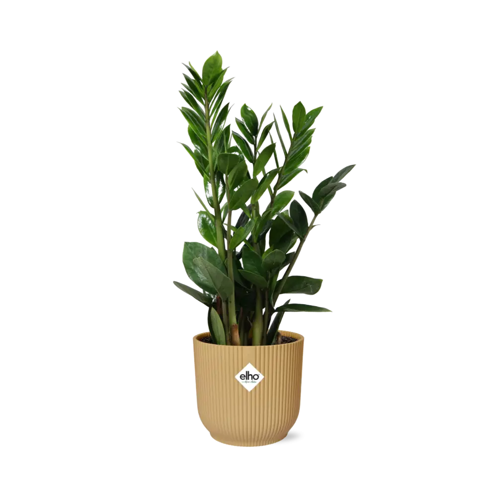 Zamioculcas-Höhe 45-50 in Elho-Vibes Falten Sie 14 cm Geel MEERgroothandel Planten
