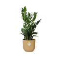 Zamioculcas-Höhe 45-50 in Elho-Vibes Falten Sie 14 cm Geel MEERgroothandel Planten