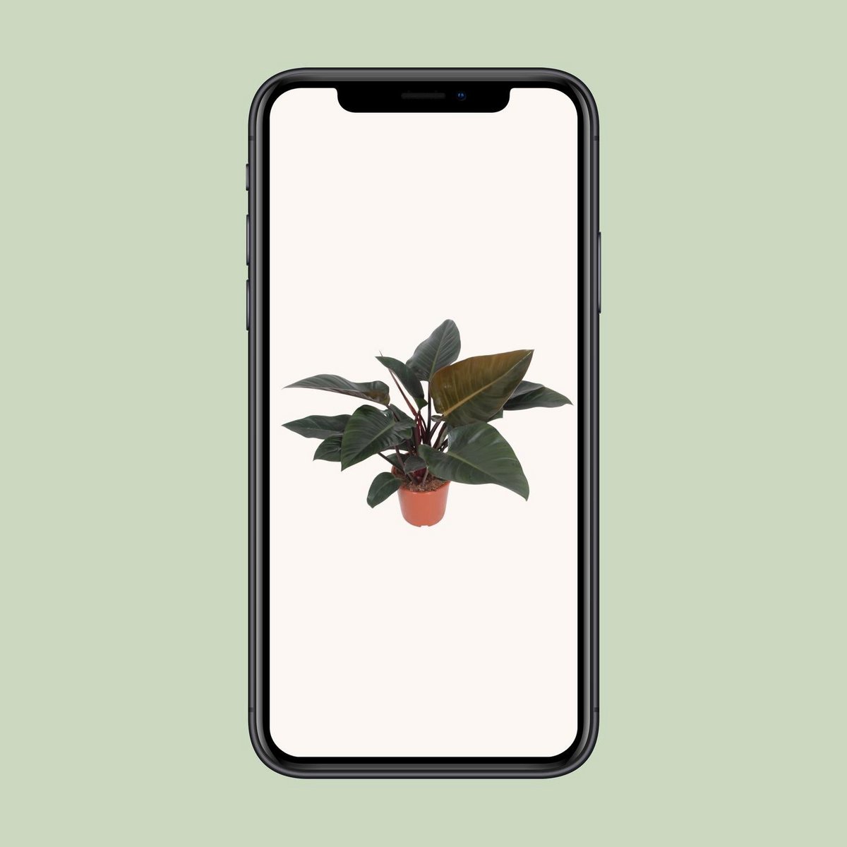 Philodendron Congo Rot – rote Blattpracht, pflegeleicht – Ø27 cm, ca. 80 cm