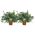 Phlebodiumblau Stern - 2 Stück - Ø17cm - Ø60 cm MEERgroothandel Planten