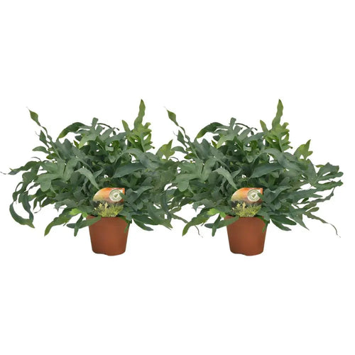 Phlebodiumblau Stern - 2 Stück - Ø17cm - Ø60 cm MEERgroothandel Planten