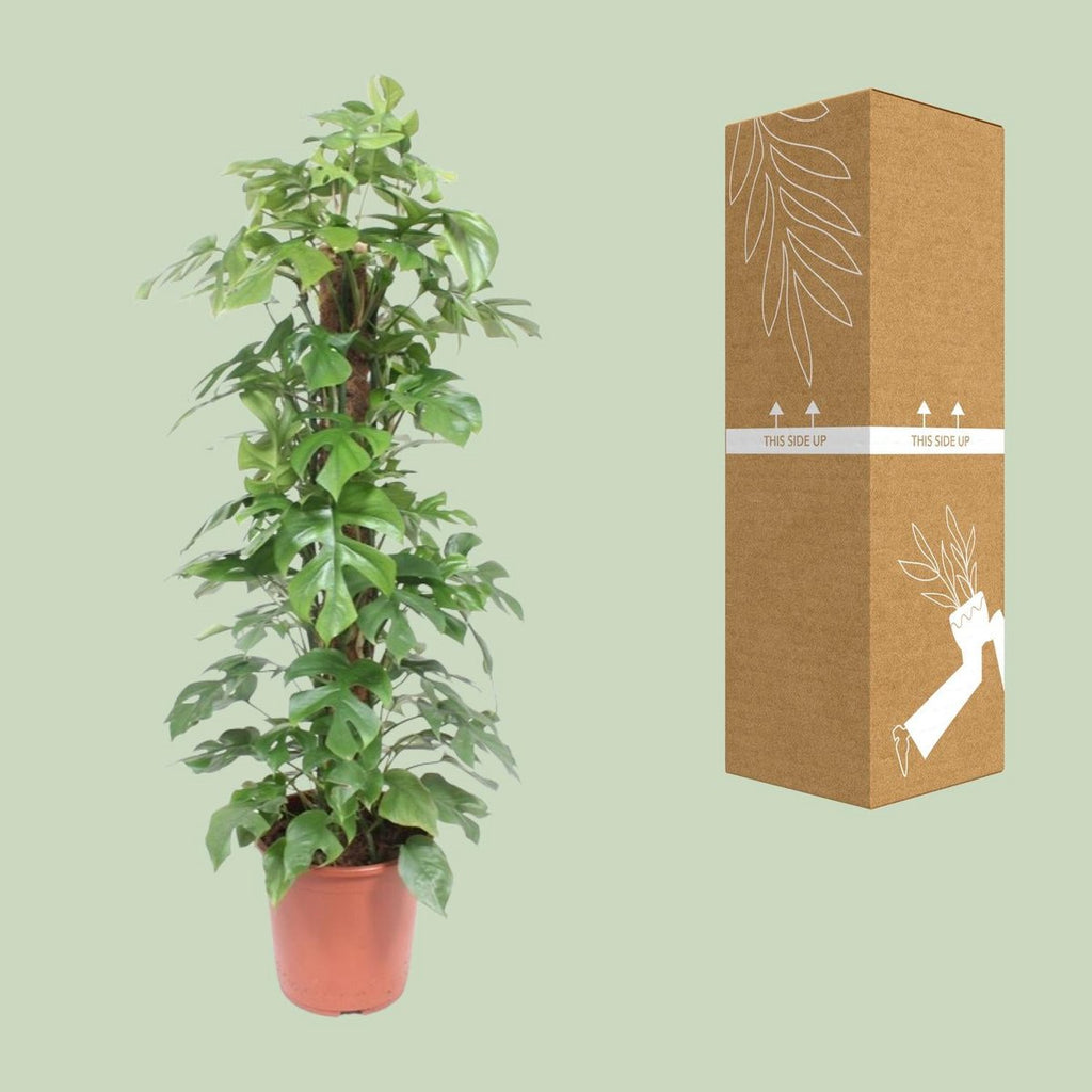 Monstera minima P27/H130 mit Moosstab – tropische Kletterpflanze, immergrün