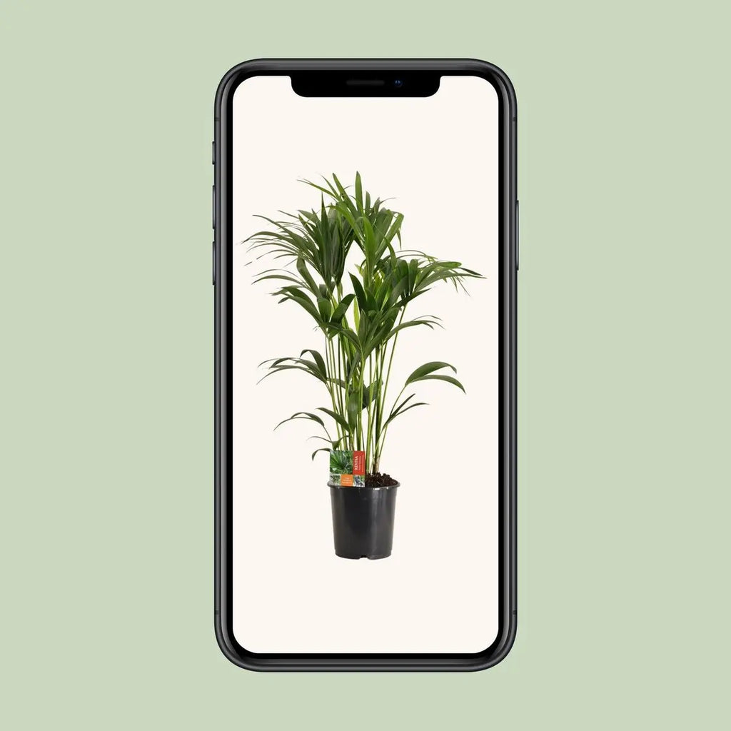 Howea Forsteriana - Ø24cm - ↕120 cm MEERgroothandel Planten