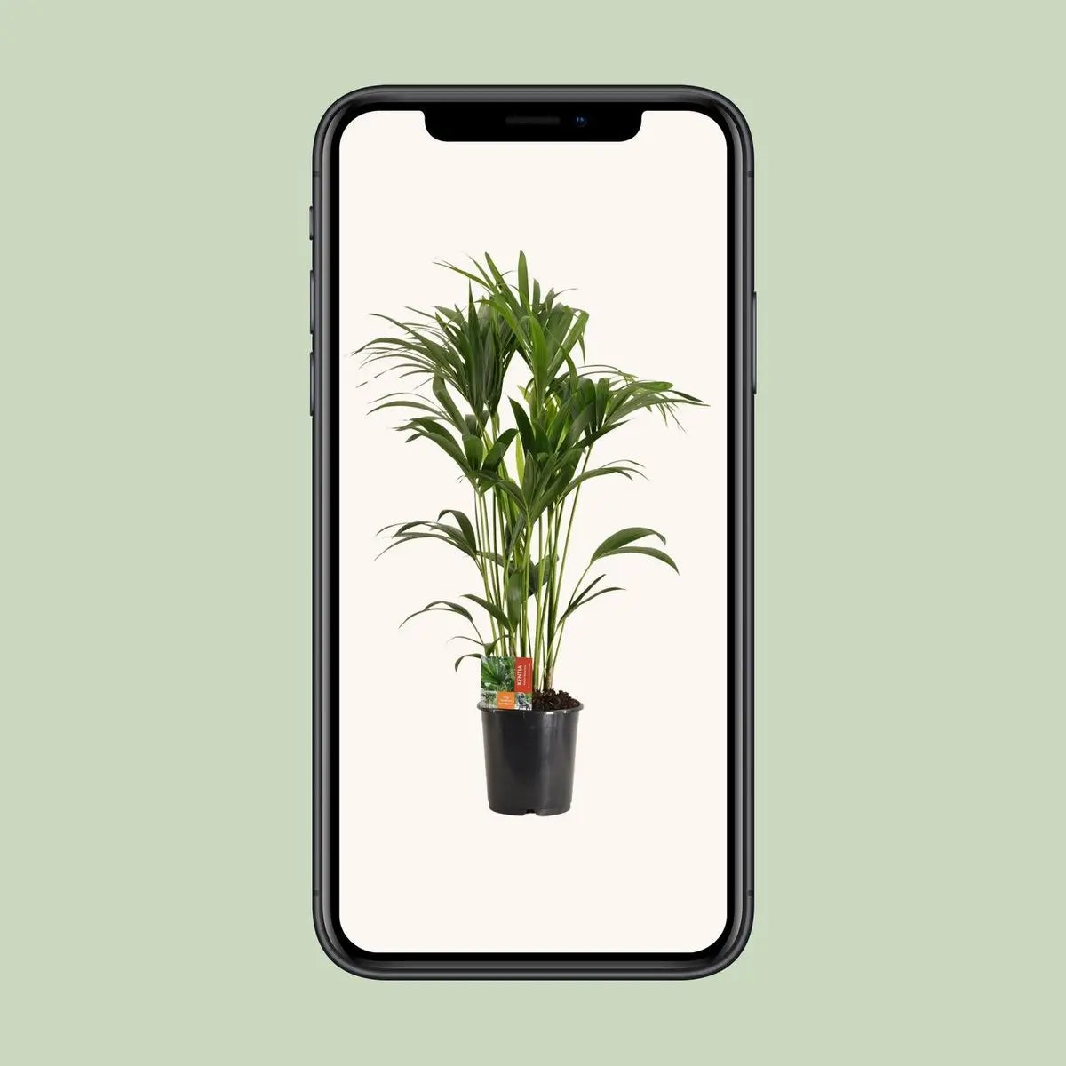 Howea Forsteriana - Ø24cm - ↕120 cm MEERgroothandel Planten